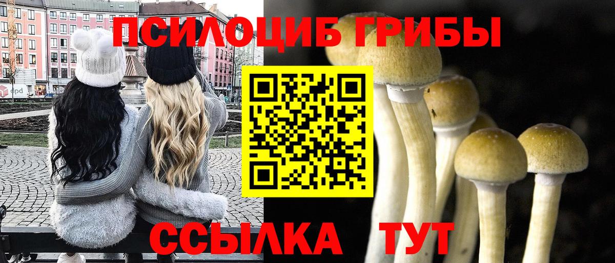 Псилоцибиновые грибы Psilocybe Иваново